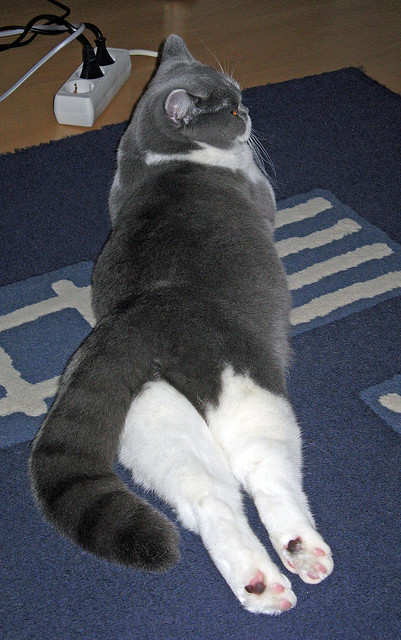 救赎之战，欧冠之夜与东契奇的隔空响应