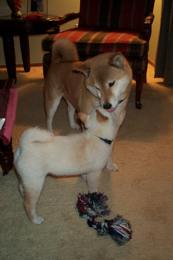 艺术与钢铁，里昂收割奥地利之战，坎特化身关键先生