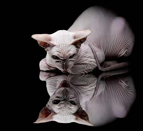 何为赢家基因？从爵士绝杀到爱德华兹接管，跨越运动的胜利法则