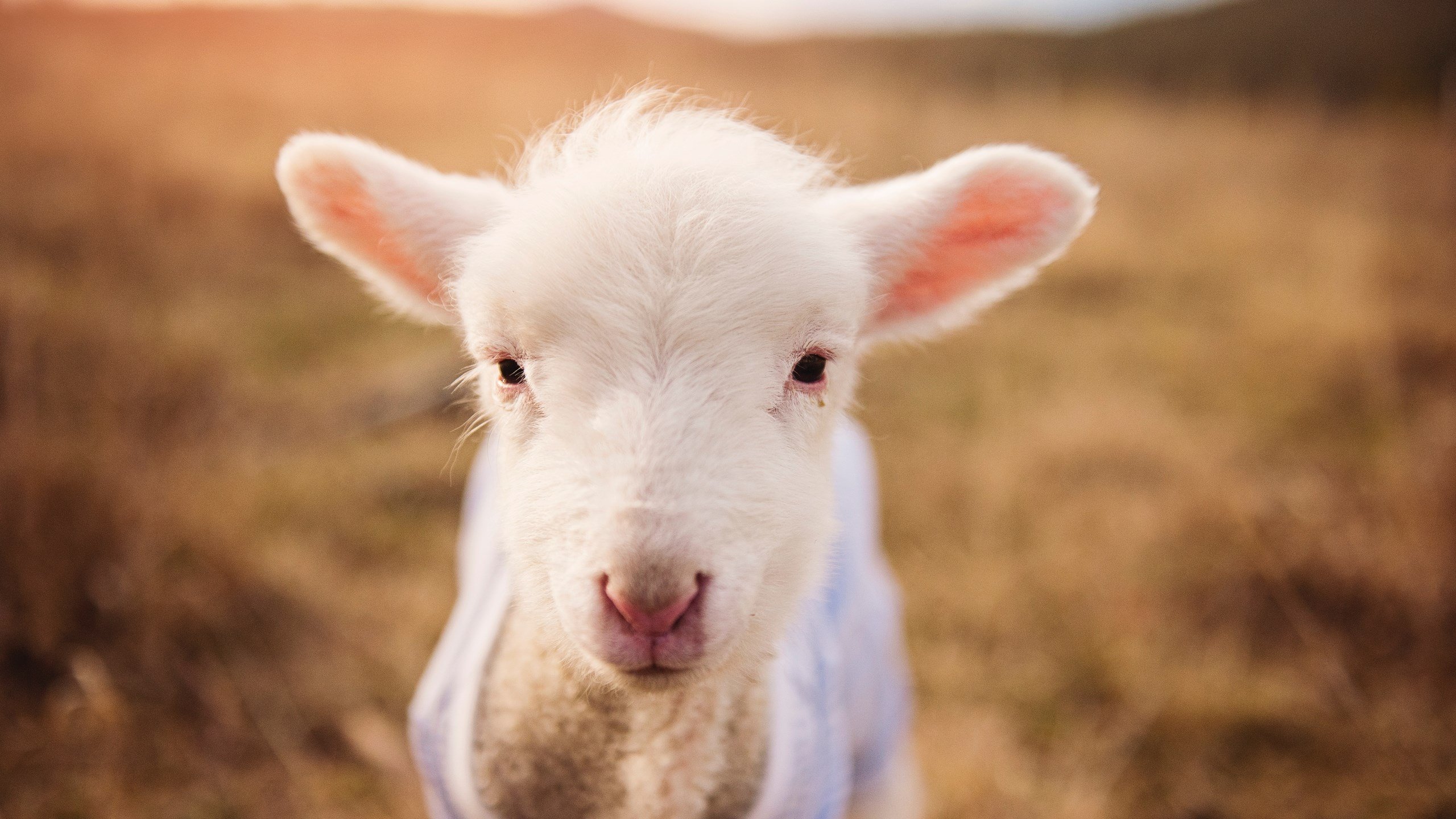 意甲焦点战折射国家对抗，法国球星闪耀，轻取丹麦成缩影