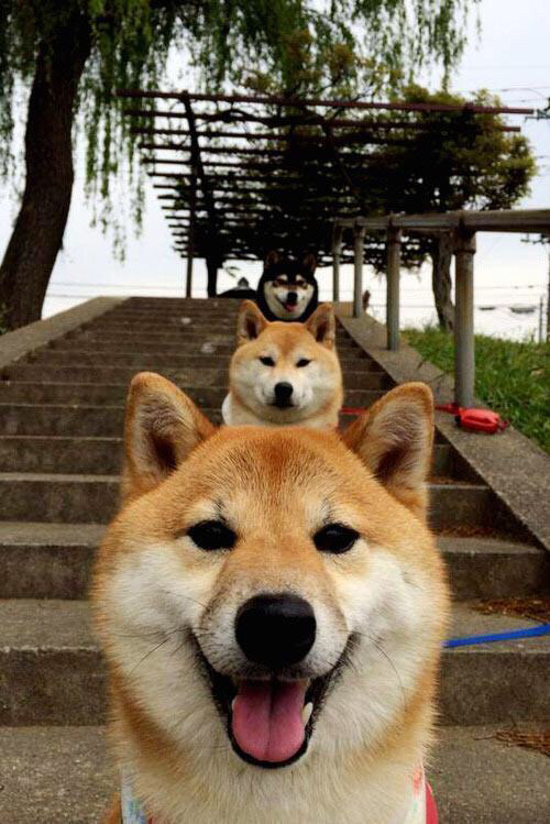 跨界唯一性,塞内加尔足球的荣耀与穆勒篮球传奇的交汇