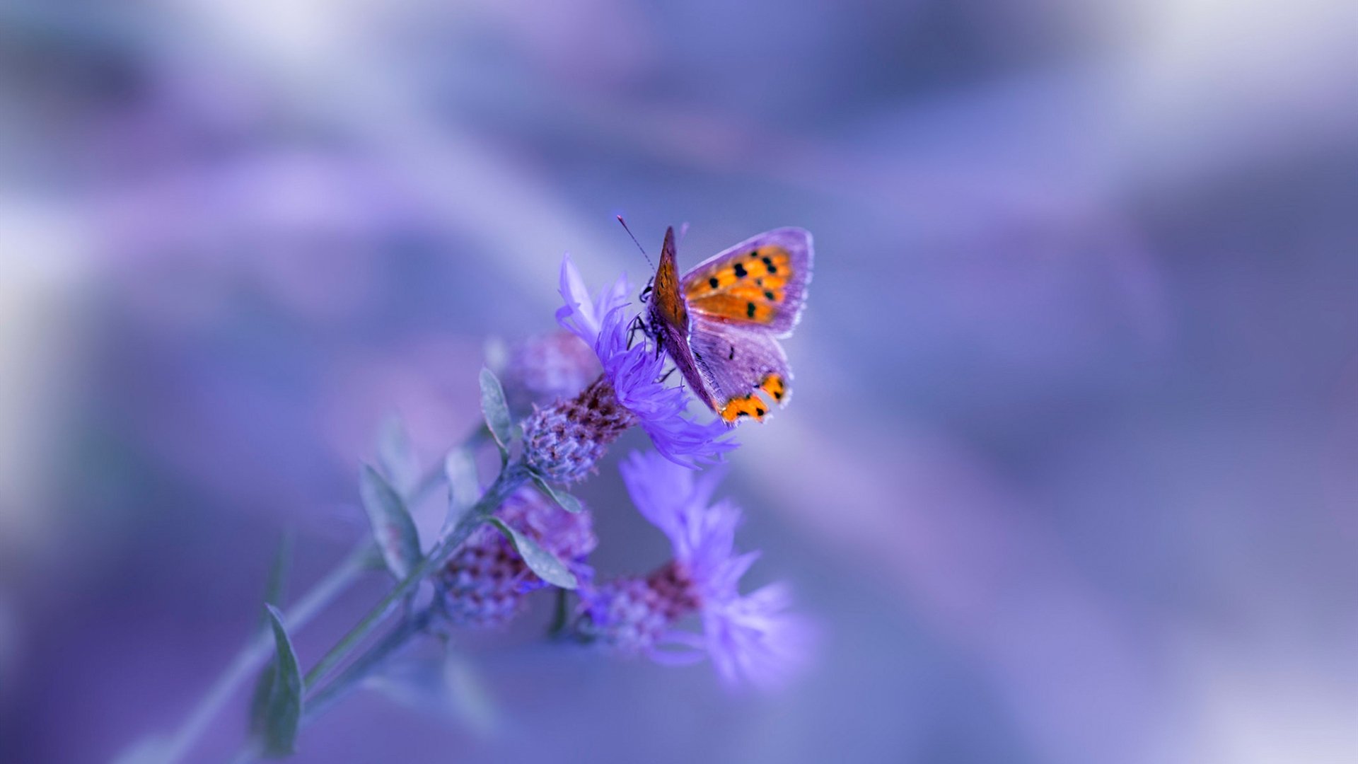 沸腾前夜，爱德华兹的獠牙与奇才战术的无声革命