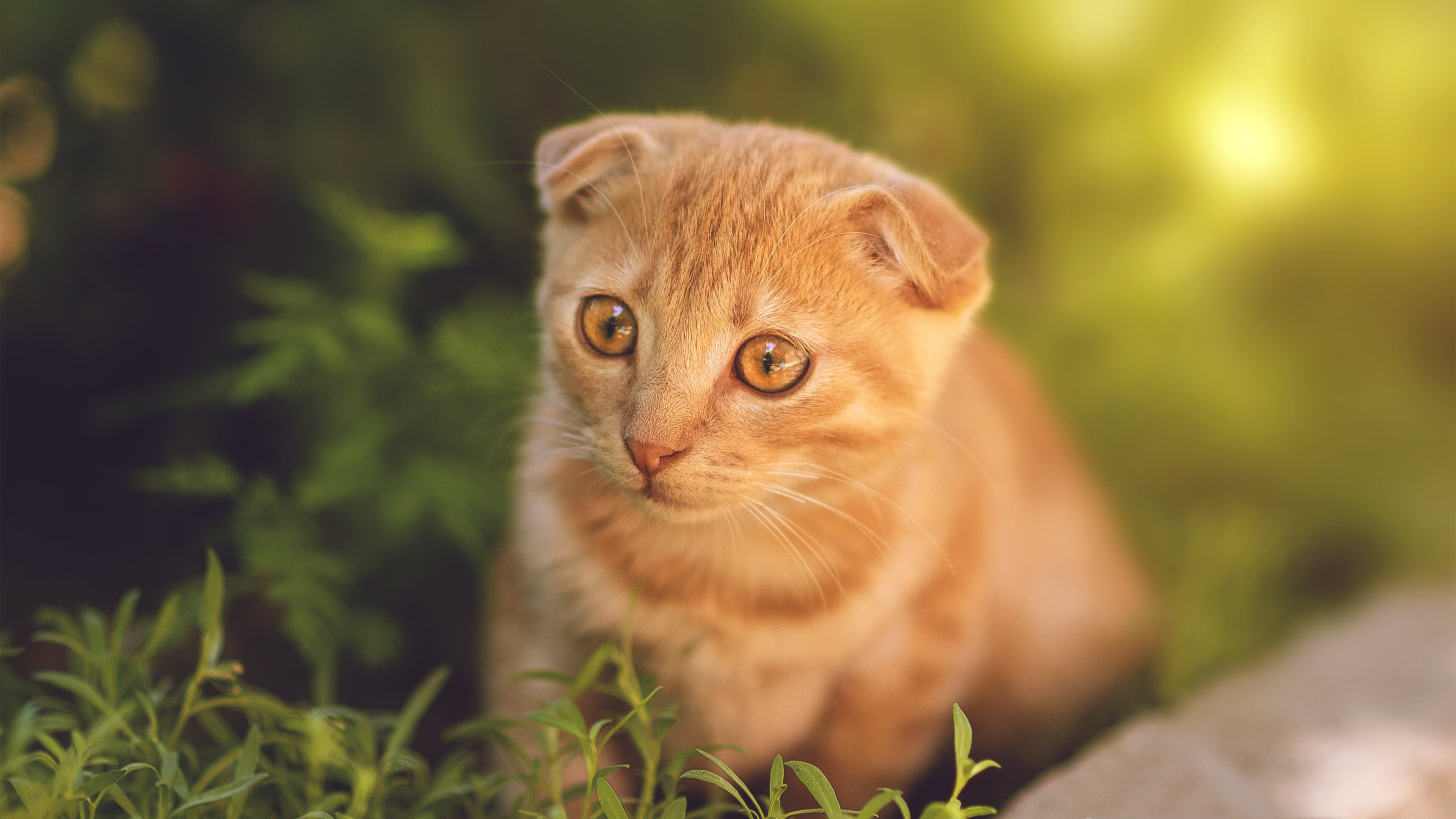 冰与焰的对决，伦纳德关键节点连续得分，活塞机制收割黄蜂