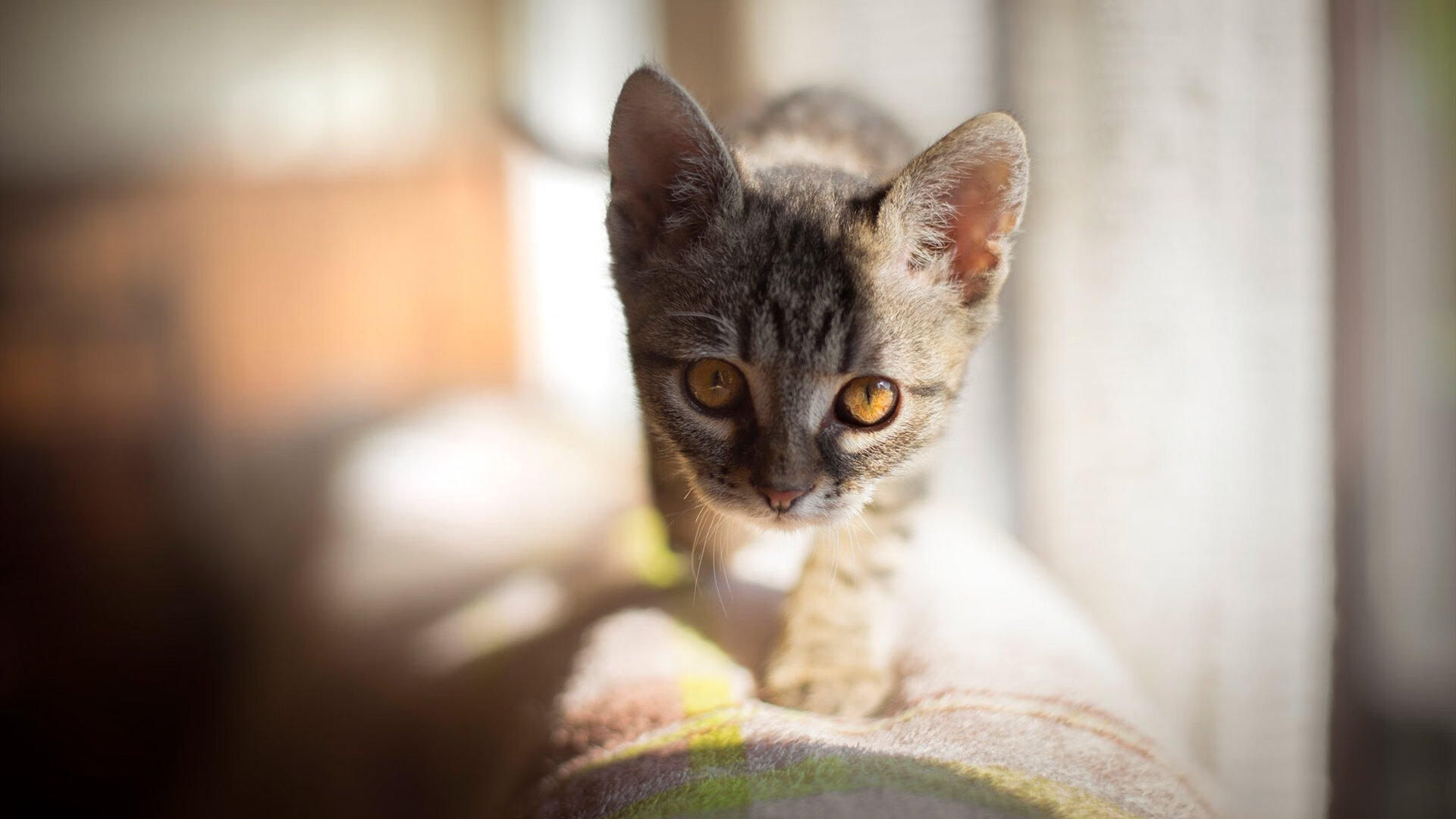 埃及鏖战多特蒙德，萨卡成为关键先生，一场戏剧性的对决与转折