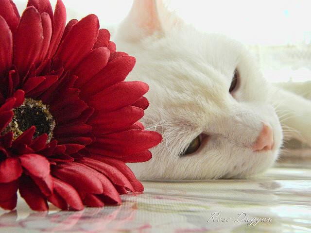 开云体育在线-潘帕斯魔术师终破斗牛士军团，2026世界杯史诗一战的隐喻与真实