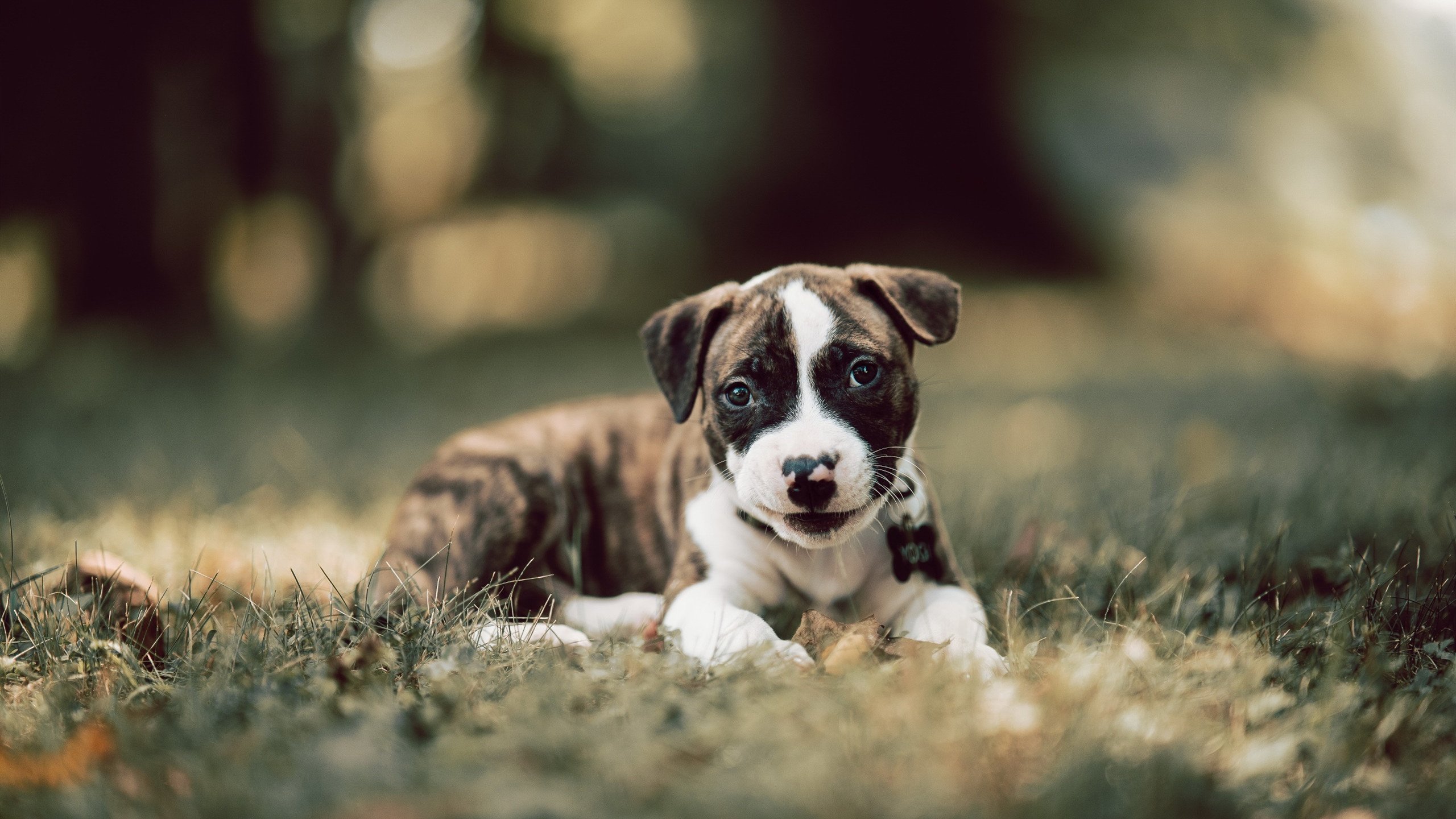 紫电穿云！迪马利亚全场统治，切尔西铁蹄连续得分压制里昂