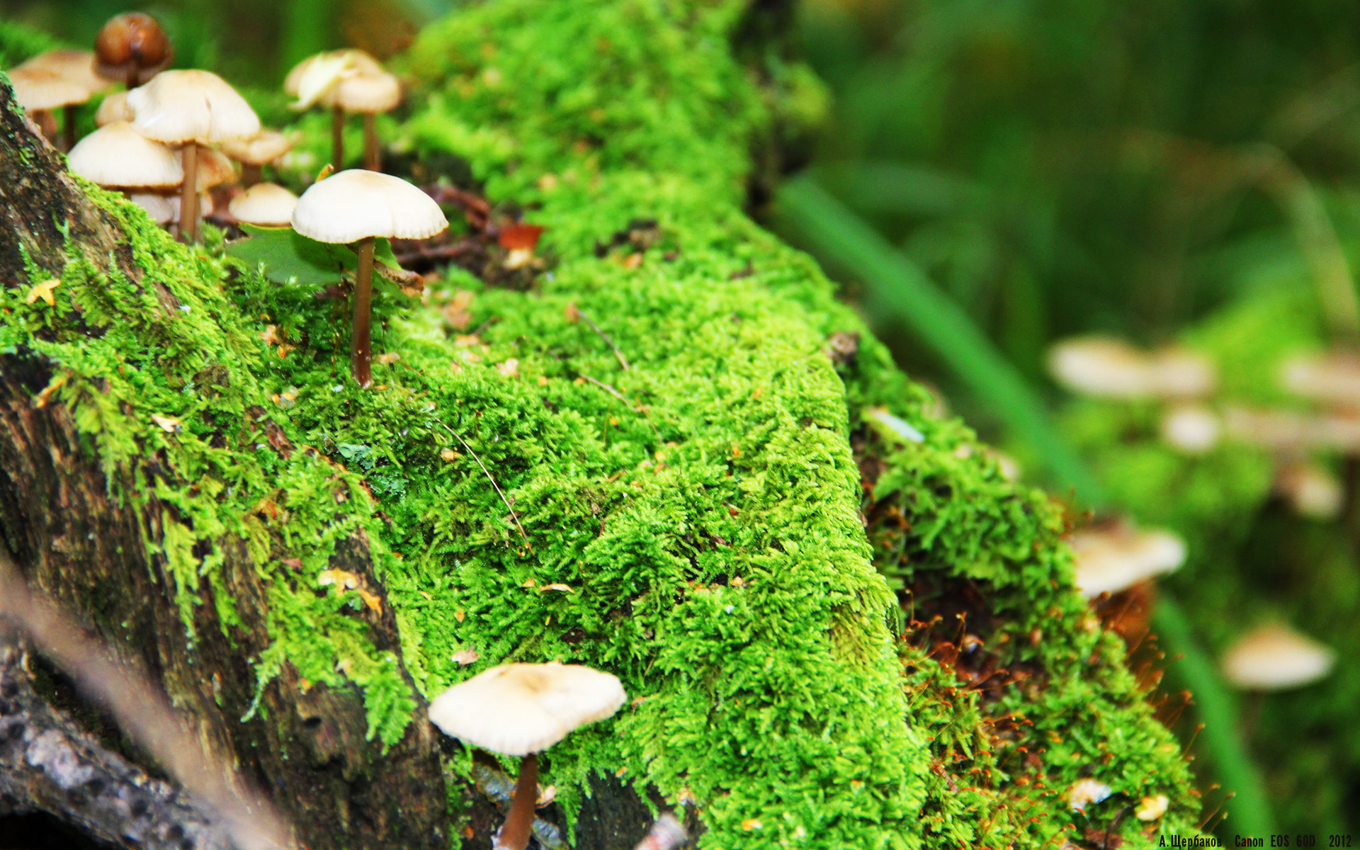 西决炼狱夜，唯他睁开第三只眼