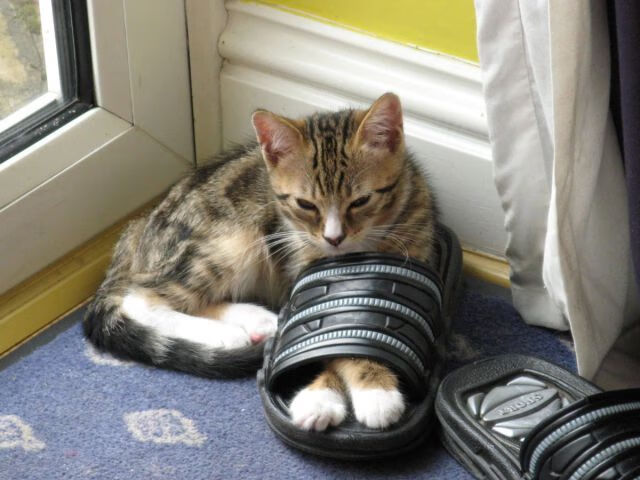 时空裂缝中的巨盾，当武切维奇出现在森林狼与掘金的战场