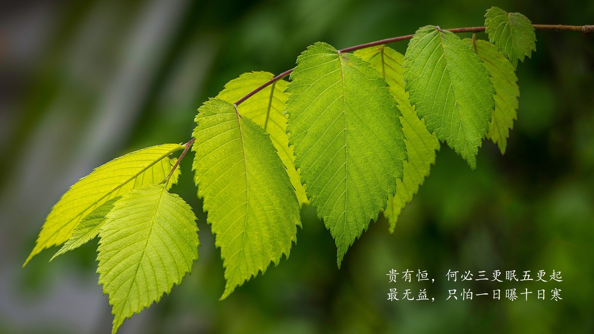 D组生死战，葡萄牙铁腕压制韩国，努涅斯独造三球封神之夜