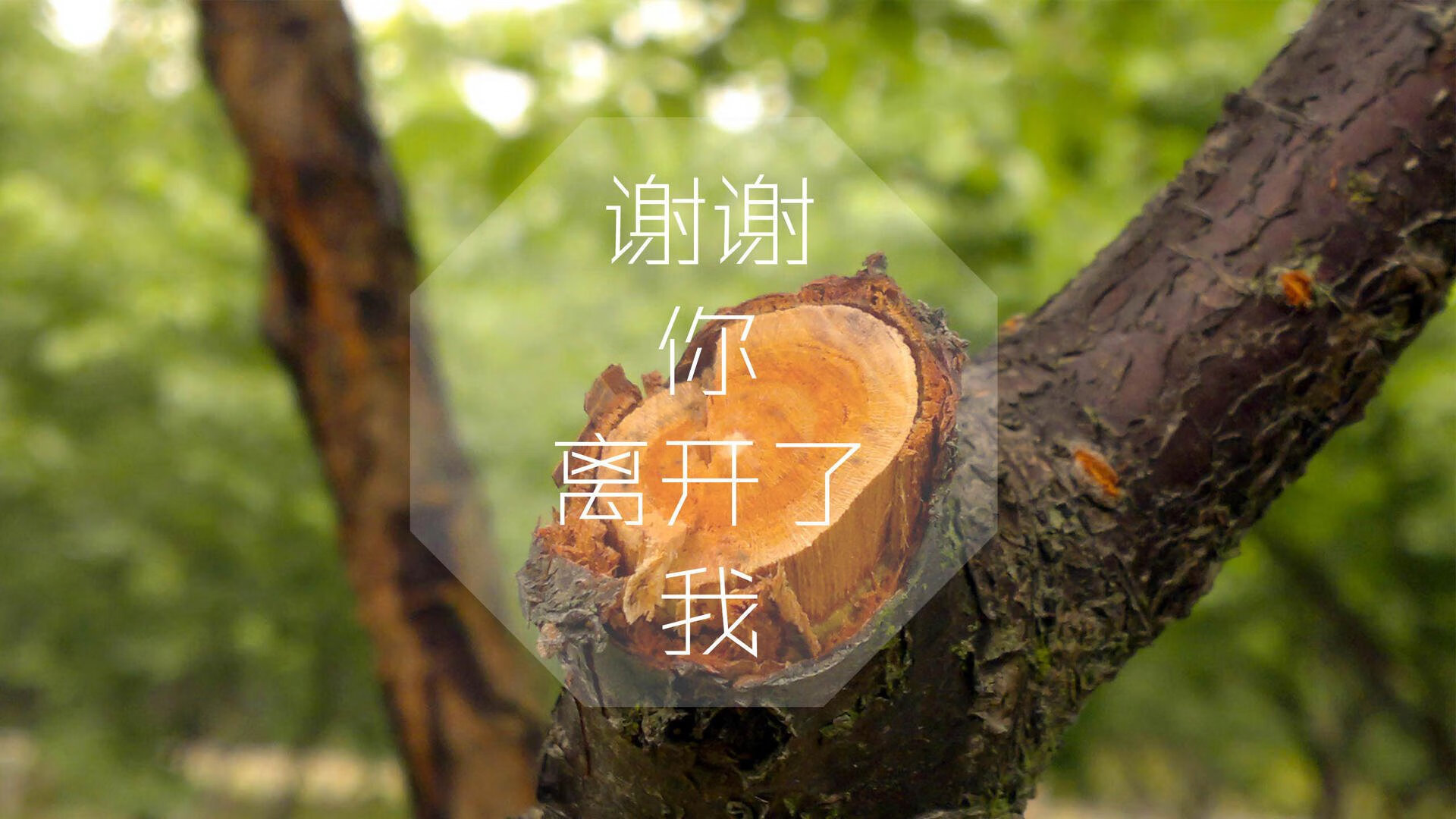 沙漠风暴与桑巴之刃，2026世界杯F组那个夜晚，乌兹别克斯坦碾压伊拉克，维尼修斯一剑封喉